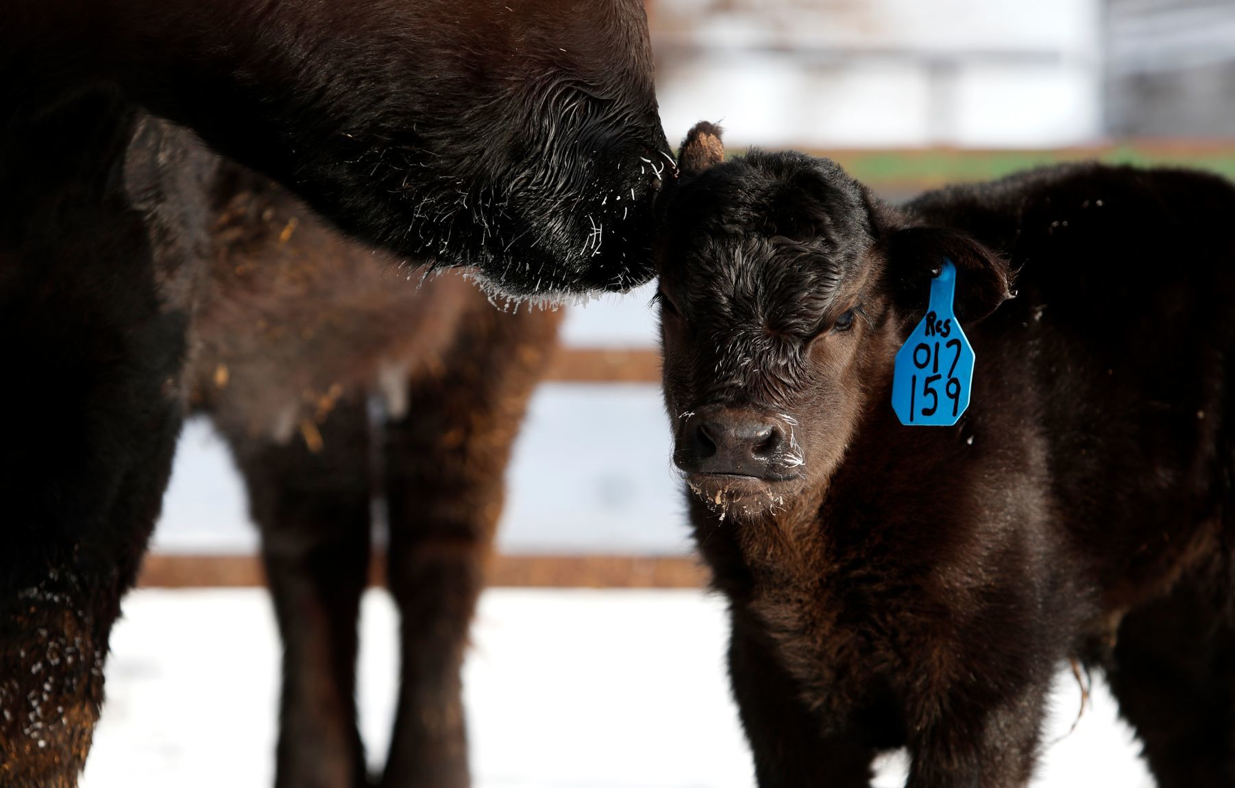 Ballantine rancher Dean Becker